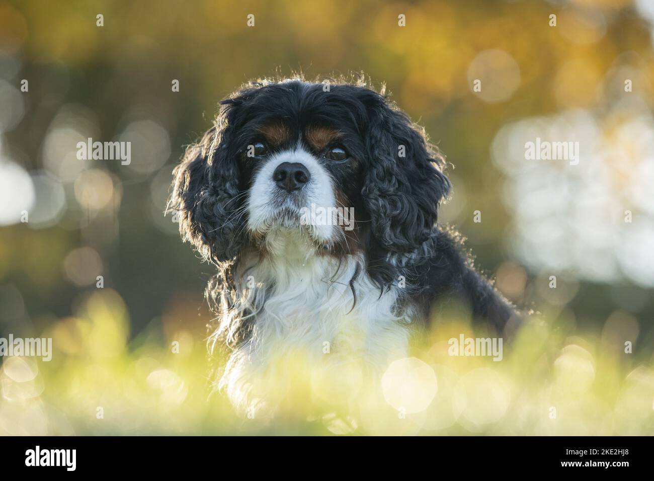 Cavalier King Charles Spaniel Portrait Stockfoto