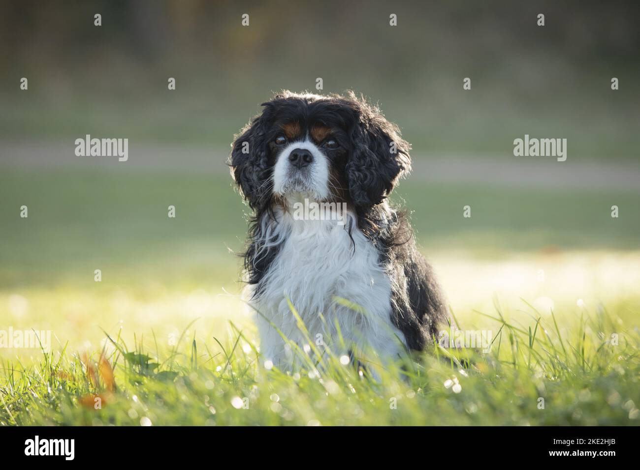 Cavalier King Charles Spaniel sitzend Stockfoto