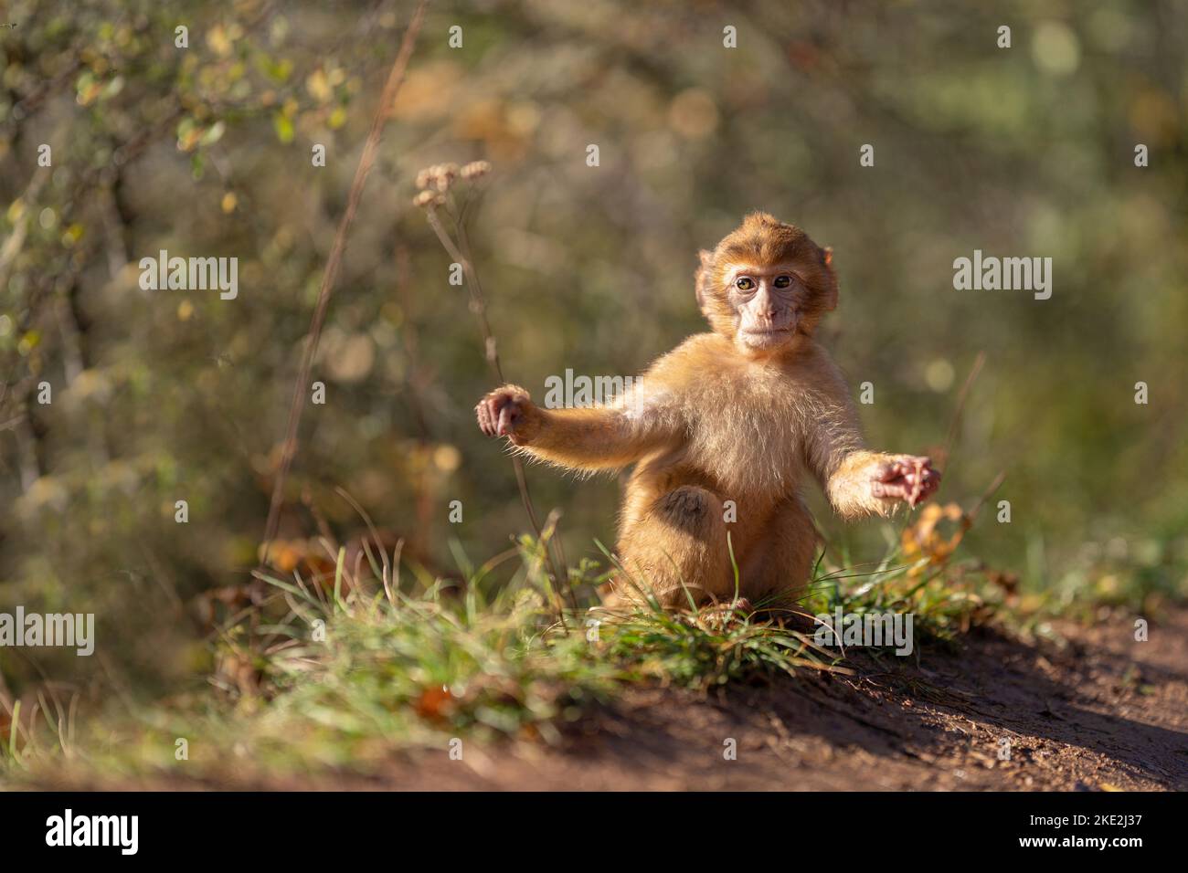 Barbary Affe Stockfoto