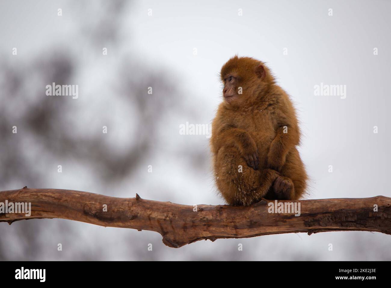 Barbary Affe Stockfoto