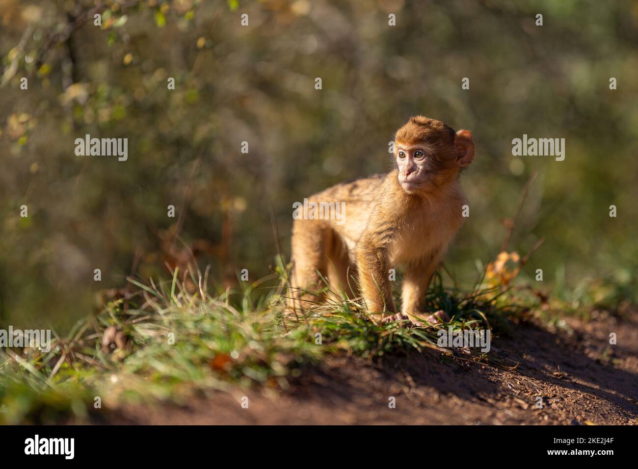 Barbary Affe Stockfoto