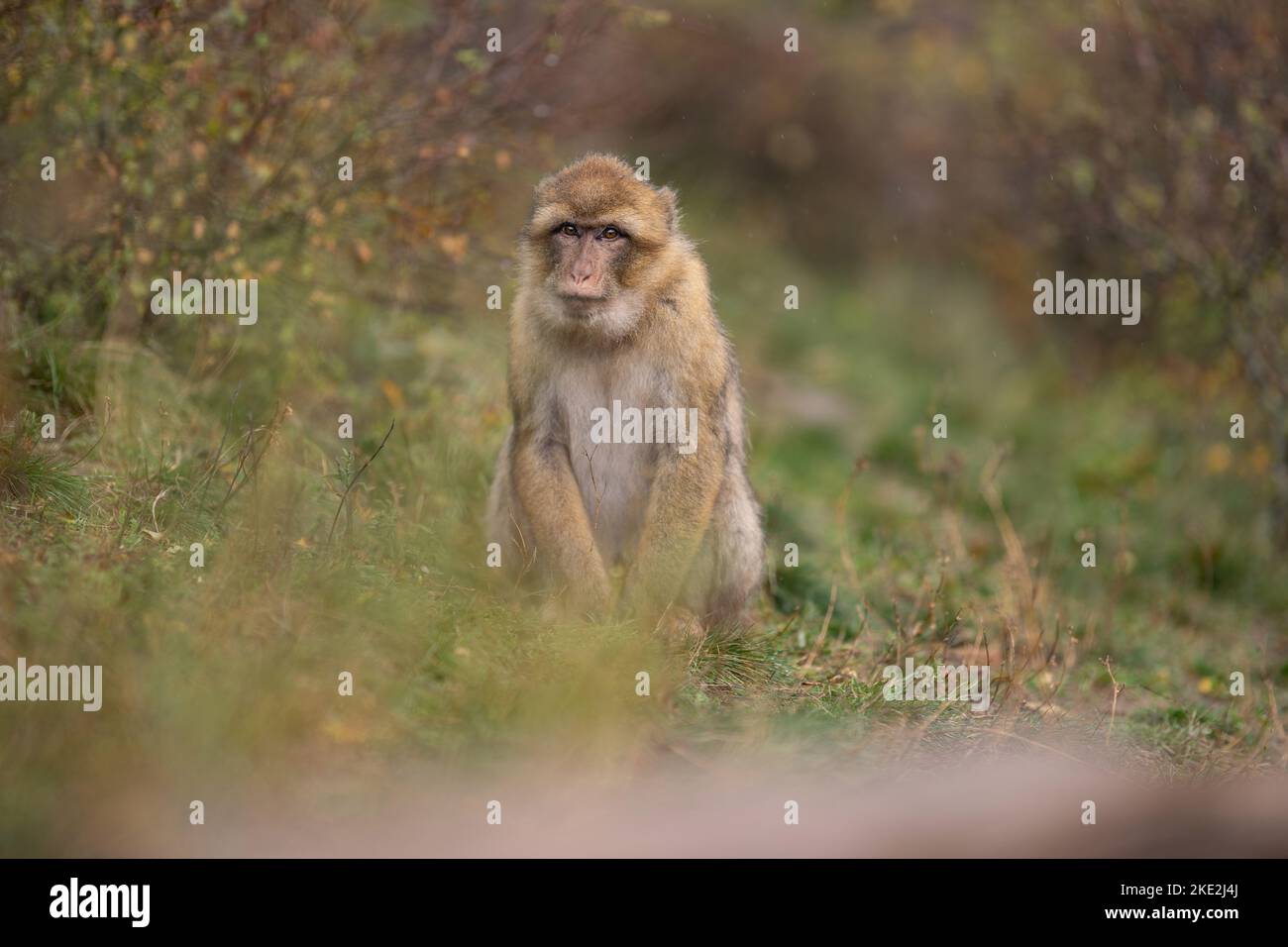 Barbary Affe Stockfoto