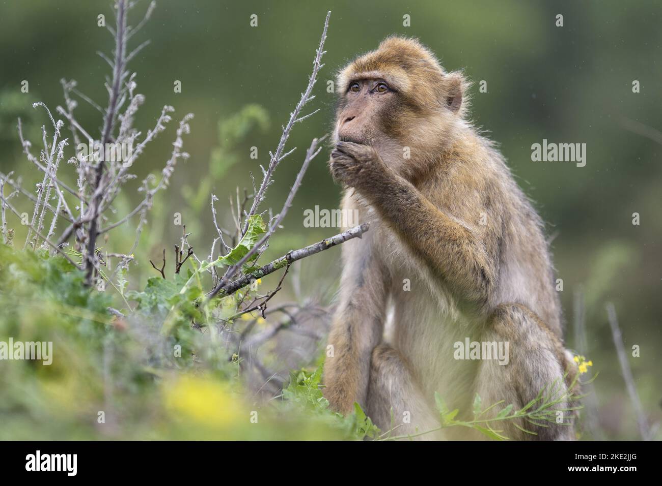 Barbary Affe Stockfoto