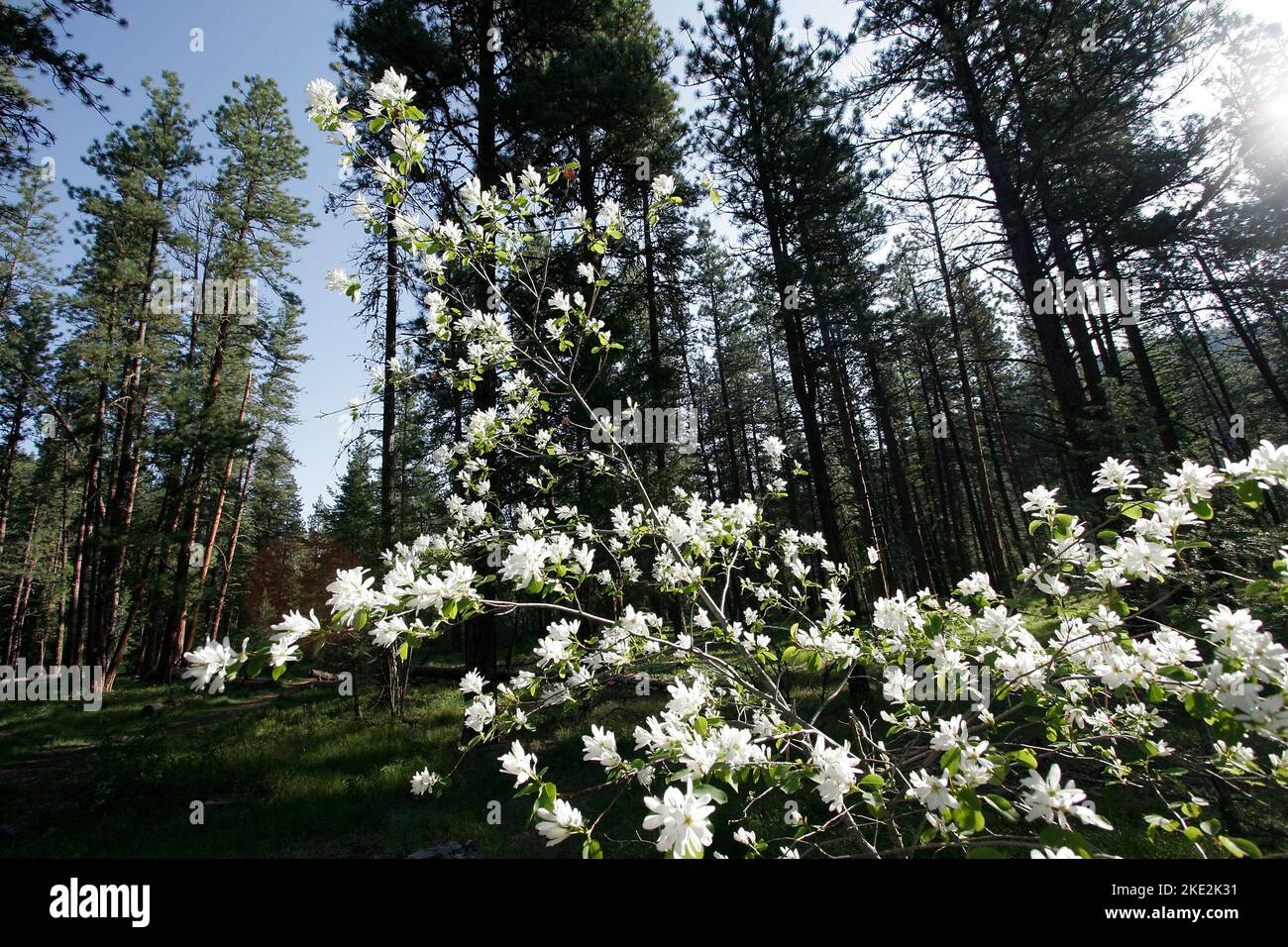 Service Berry Tree, Amelanchier arborea, Missoula, Montana Stockfoto