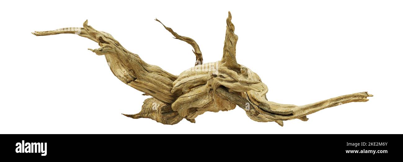 driftwood, schönes knarriges Holz, isoliert auf weißem Hintergrund Stockfoto