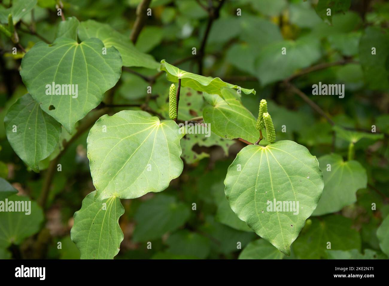 Blätter des Kawakawa-Baumes Piper excelsum, der in Neuseeland endemisch ist. Stockfoto