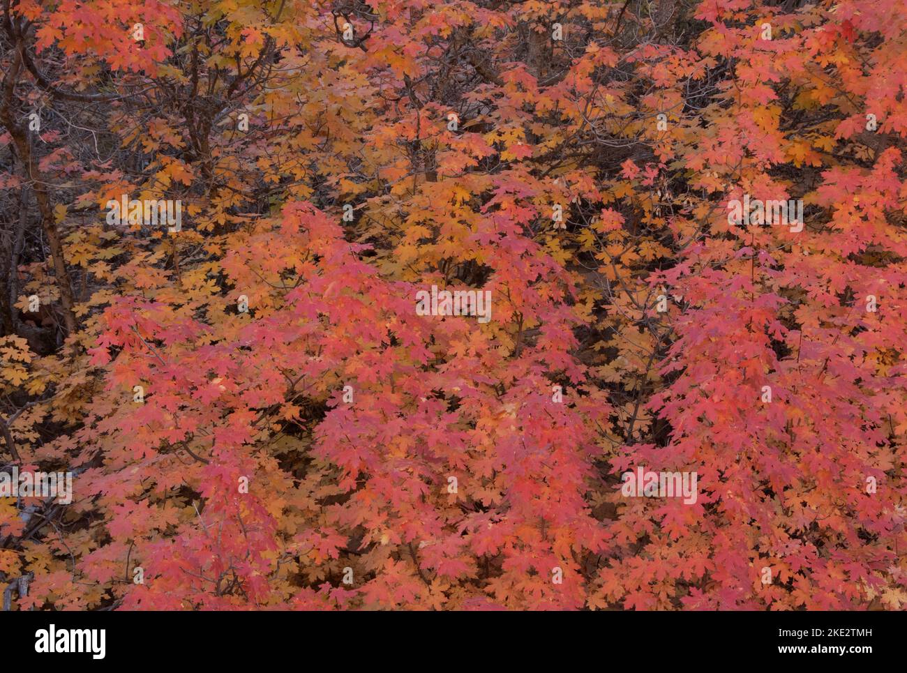 Bigtooth Maple (Acer grandidentatum) Herbstblätter, Zion National Park, Utah Stockfoto