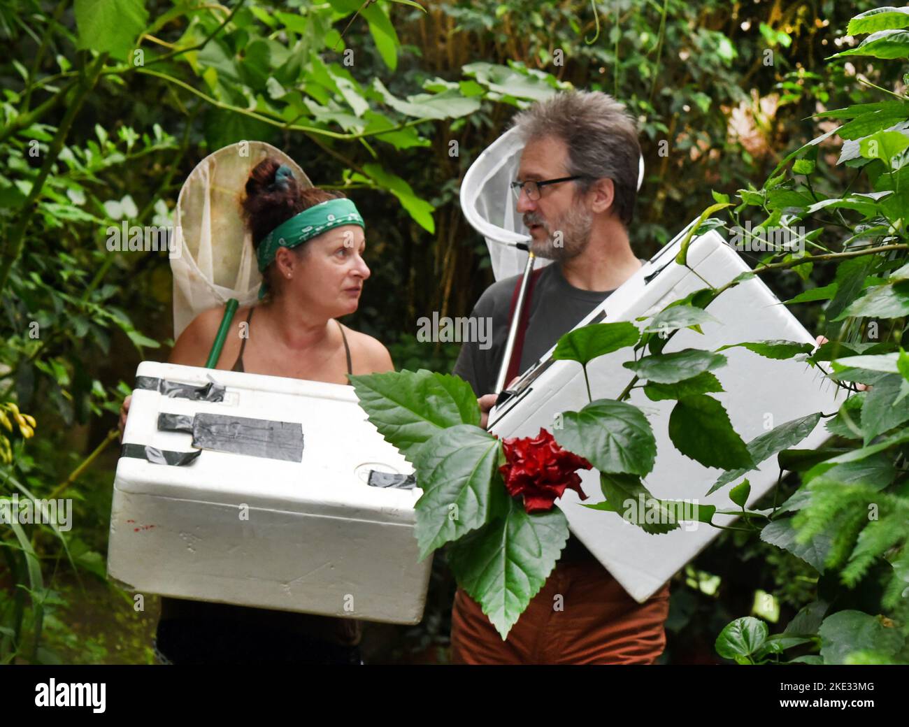 07. November 2022, Sachsen-Anhalt, Wittenberg Lutherstadt: Im Alaris Butterfly Park in der Lutherstadt Wittenberg tragen Manager Kersten Liebold und Mitarbeiterin Carola Heuer gefangene Schmetterlinge in vorgekühlten Styroporboxen zum Auto. Rund 400 Schmetterlingsalkoholiker, die sich vor der Winterpause im Park von in Honig und Alkohol getränkten Blumen ernähren, beginnen ihre Reise zum Wildlands Adventure Zoo in der niederländischen Stadt Emmen. Zusammen mit ihren Artgenossen können sie hier die Besucher begeistern. Im Schmetterlingspark Wittenbergs haben mehr als 600 exotische Schmetterlinge ihr Zuhause in South Amer Stockfoto