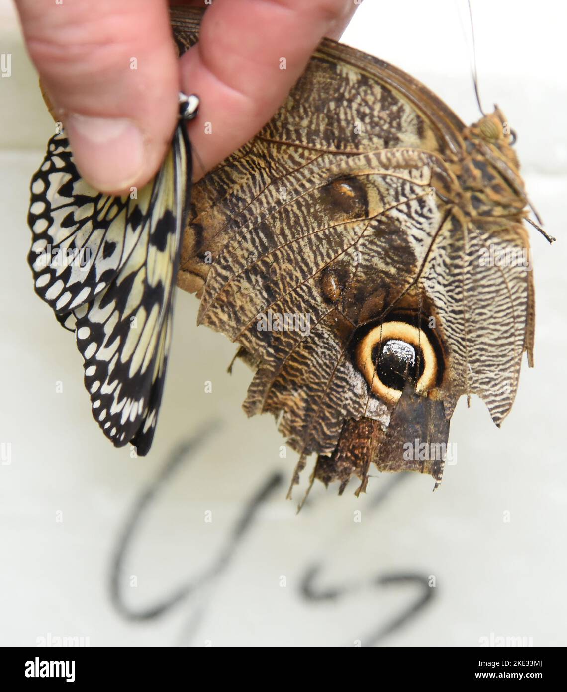 07. November 2022, Sachsen-Anhalt, Wittenberg Lutherstadt: Im Alaris Butterfly Park in der Lutherstadt Wittenberg trägt Manager Kersten Liebold vor der Winterpause einen Bananenschmetterling (r) und eine weiße Baumnymphe von einer Futterstation zur vorgekühlten Styroporbox. Die Schmetterlinge gehören zu den etwa 400 Schmetterlingsalkoholikern, die sich von in Honig und Alkohol getränkten Blumen ernähren und nun ihre Reise in vorgekühlten Styroporschachteln zum Wildlands Adventure Zoo in der niederländischen Stadt Emmen Unternehmen. Zusammen mit ihren Artgenossen können sie hier die Besucher begeistern. Im Schmetterlingspark Wittenberg, Mo Stockfoto