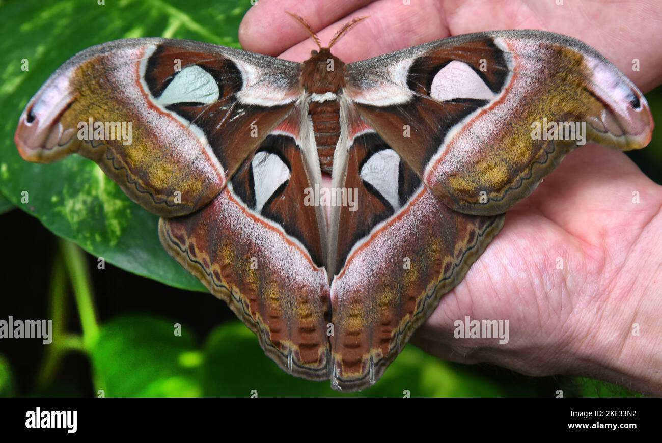 07. November 2022, Sachsen-Anhalt, Wittenberg Lutherstadt: Im Alaris Butterfly Park in der Lutherstadt Wittenberg hält Manager Kersten Liebold vor der Winterpause einen Schmetterling der Atlas-Motte an der Hand. Der Schmetterling ist einer von etwa 400 Schmetterlingsalkoholikern, die auf in Honig und Alkohol getränkten Blumen sitzen und nun in vorgekühlten Styroporboxen zum Wildlands Adventure Zoo in der niederländischen Stadt Emmen reisen. Zusammen mit ihren Artgenossen können sie hier die Besucher begeistern. Im Schmetterlingspark Wittenberg tummeln sich in den Sommermonaten mehr als 600 exotische Schmetterlinge. Sie haben es Stockfoto