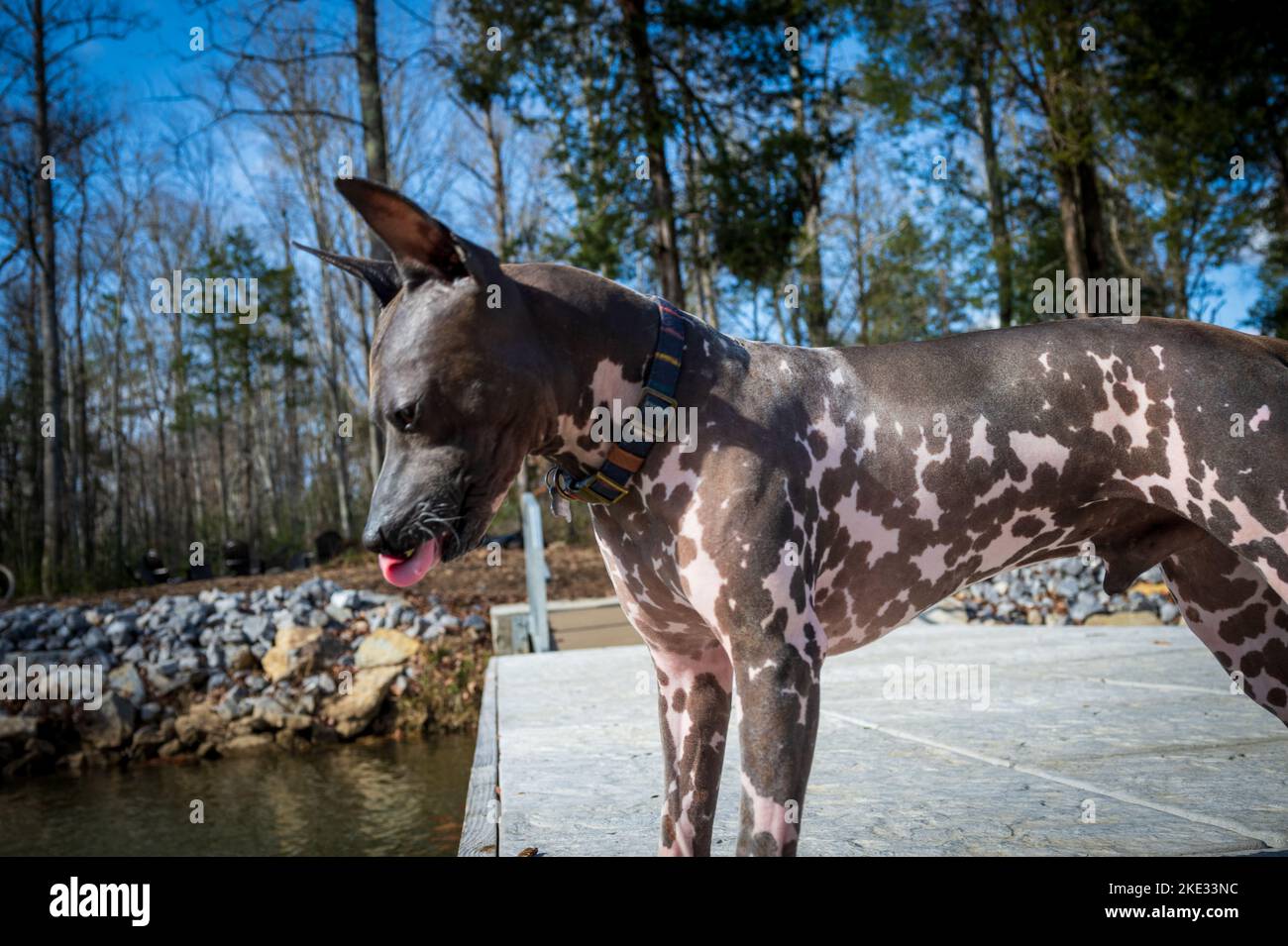 American Hairless Dog auf einem Angeldeck im Tennessee River. Aufgenommen an einem bewölkten Tag im November Stockfoto