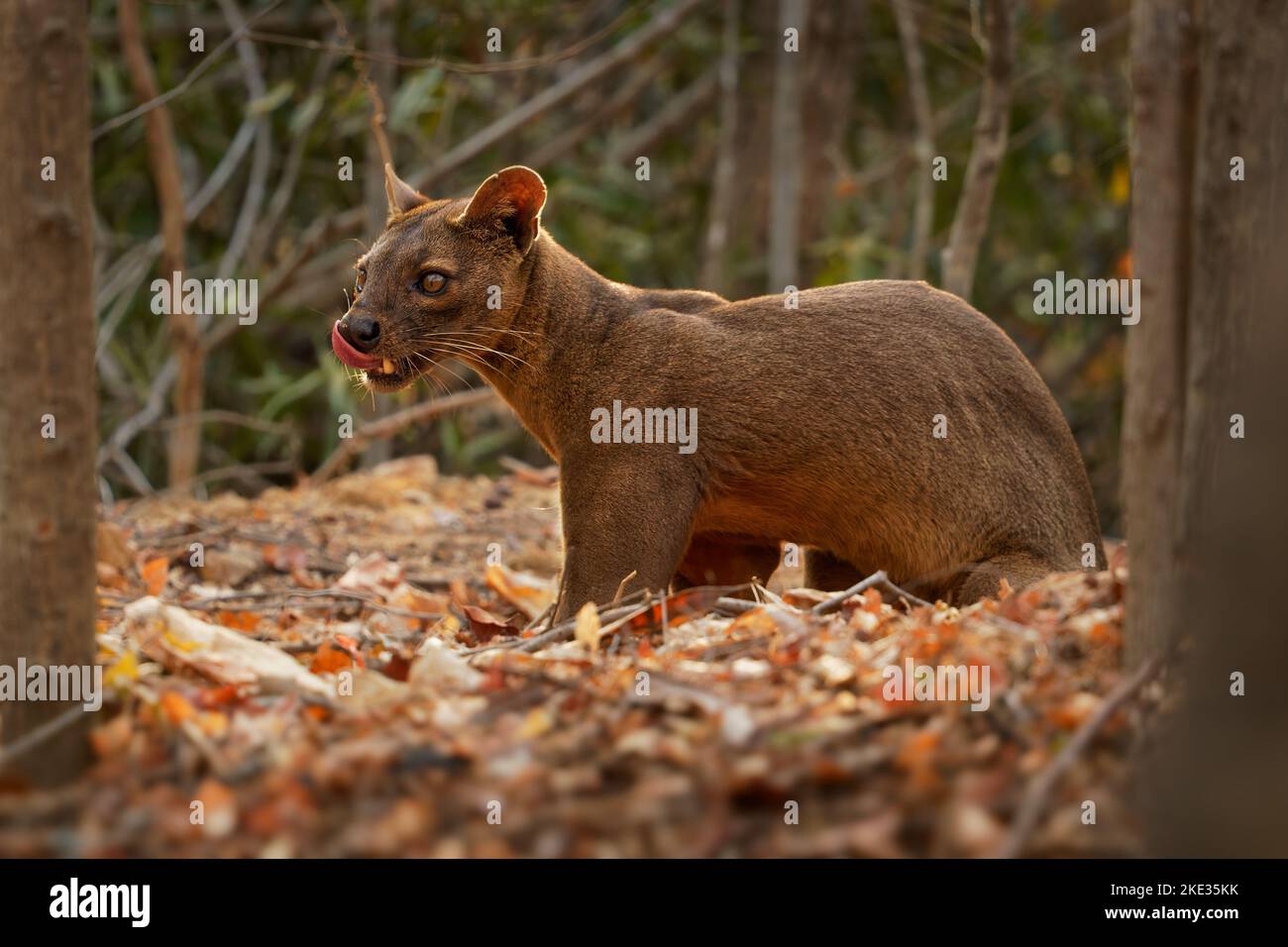 Fossa - Cryptoprocta ferox Langschwanzsäuger endemisch in Madagaskar, Familie Eupleridae, verwandt mit der Malagasy-Zibetkatze, dem größten Säugetier-Fleischfresser Stockfoto