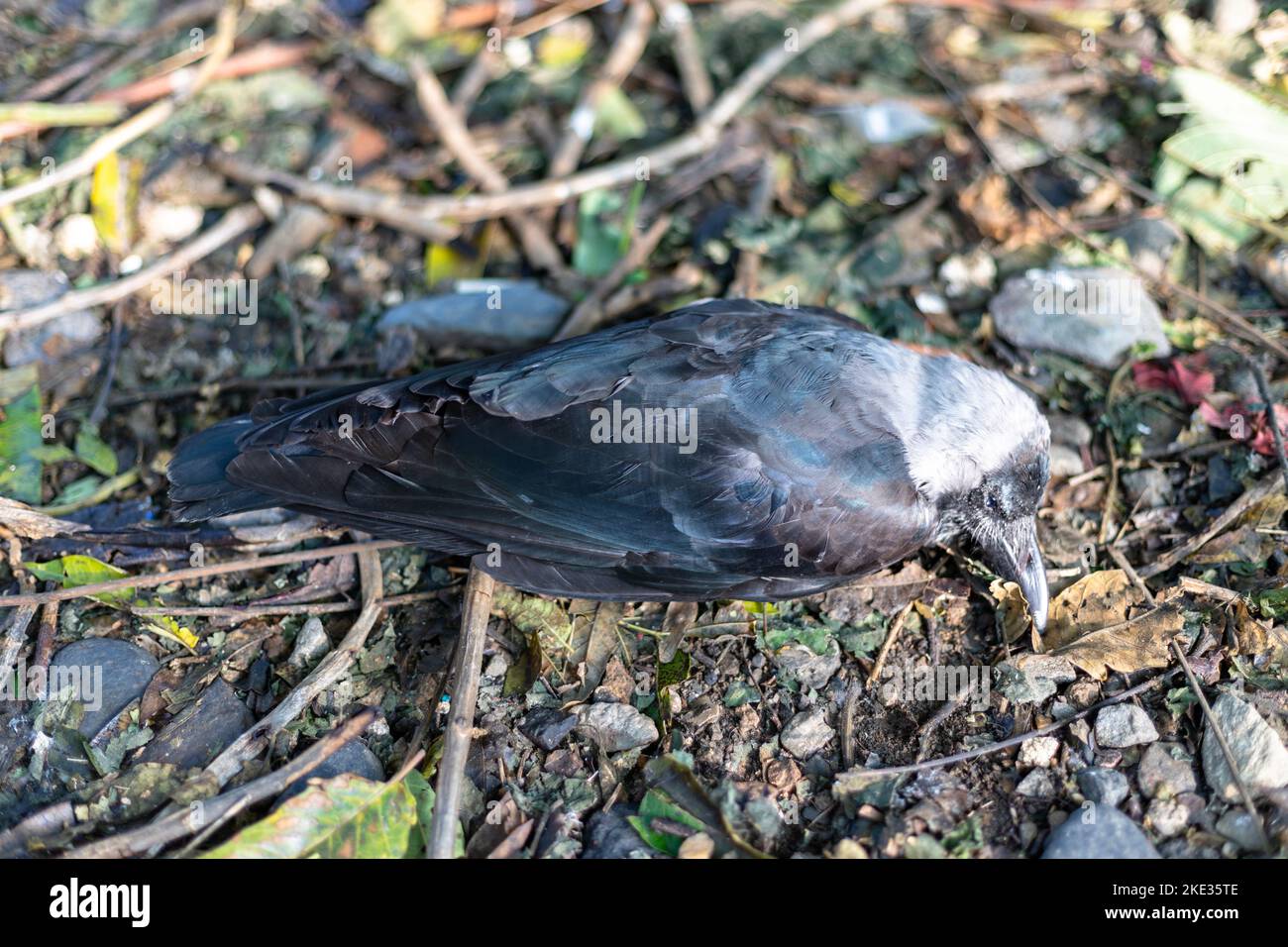 Toter Krähenvögel, der leblos im Wald liegt Stockfoto