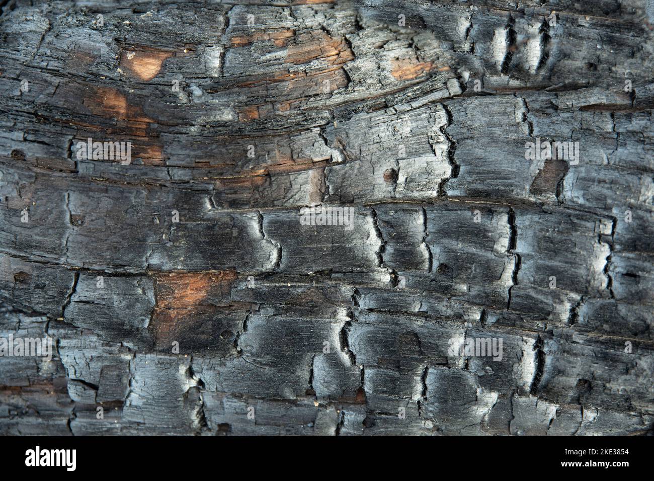 Textur eines schwarz verbrannten Baumstamms Stockfoto