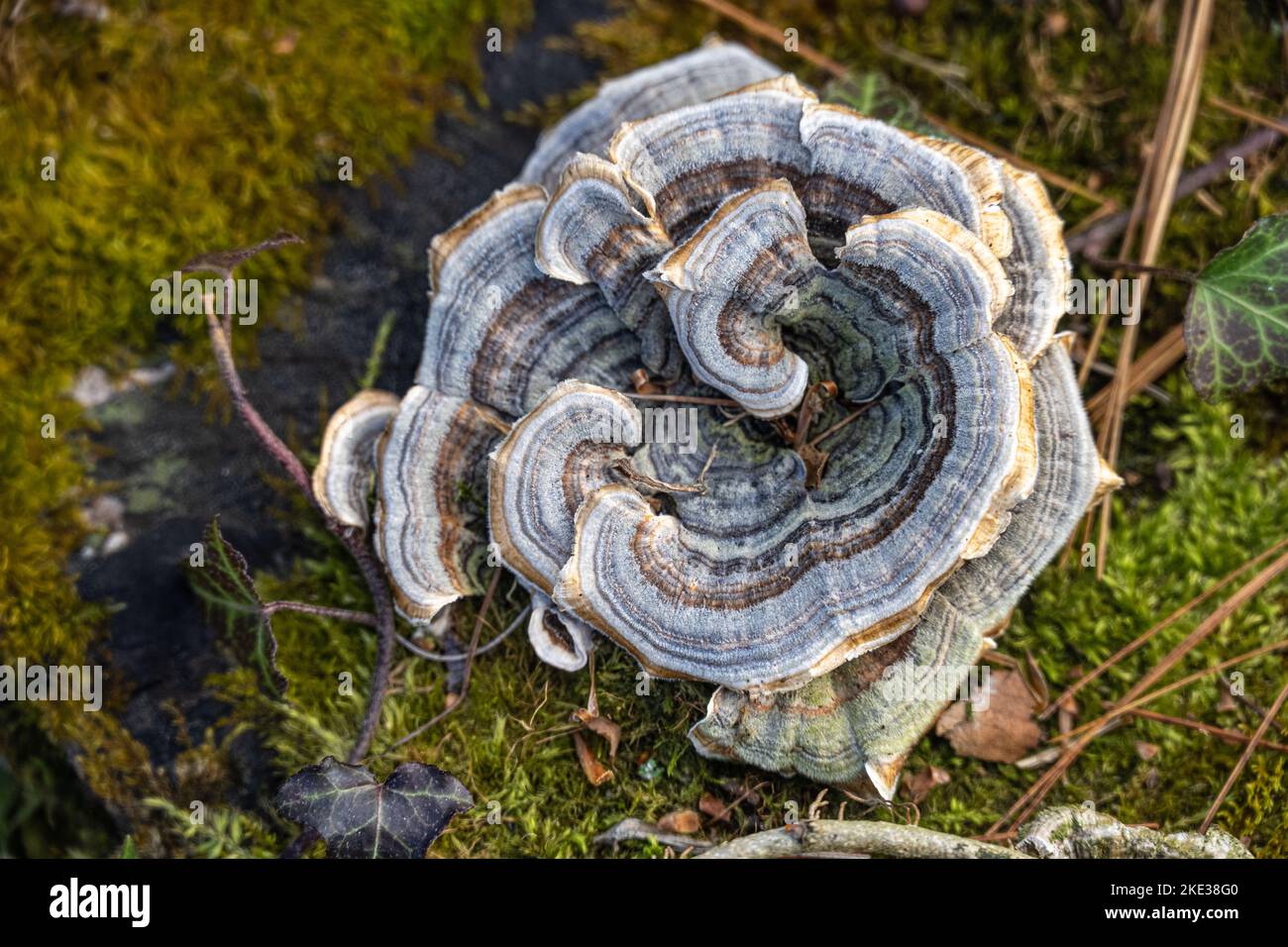Baummoos und ein wunderschöner spiralförmiger Trametes versicolor (auch bekannt als Coriolus versicolor) Pilz auf einem Baumstumpf im Sapphire, North Carolina. (USA) Stockfoto