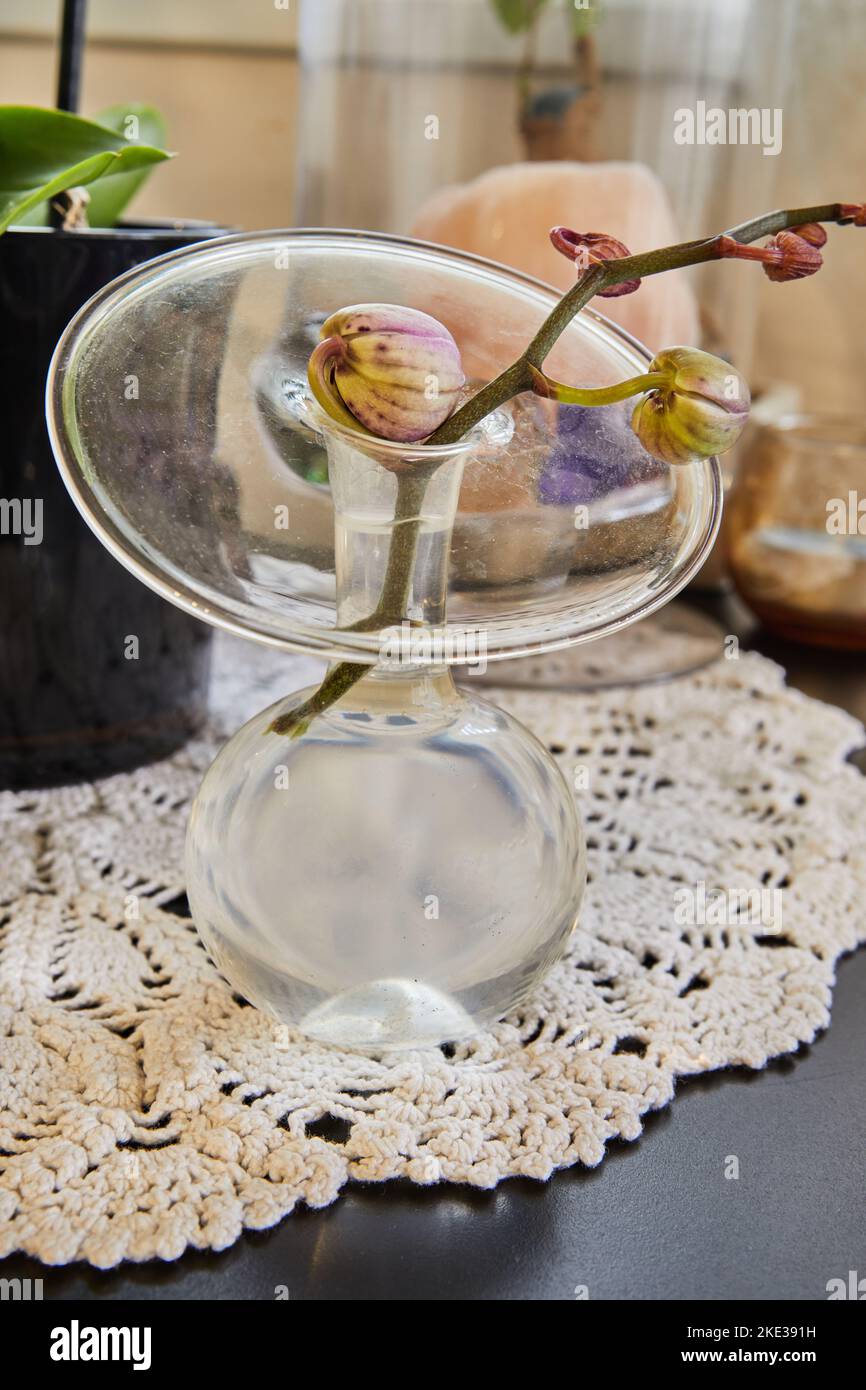 Schießen einer Orchidee mit ungeöffneten Knospen in einer Wasservase Stockfoto