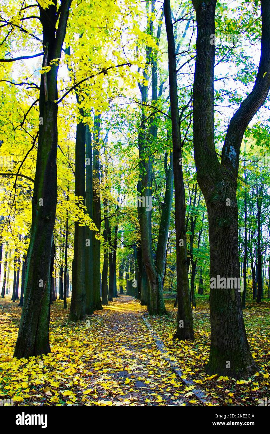 Herbst im Kurpark Turcianske Teplice in der Westslowakei. Stockfoto