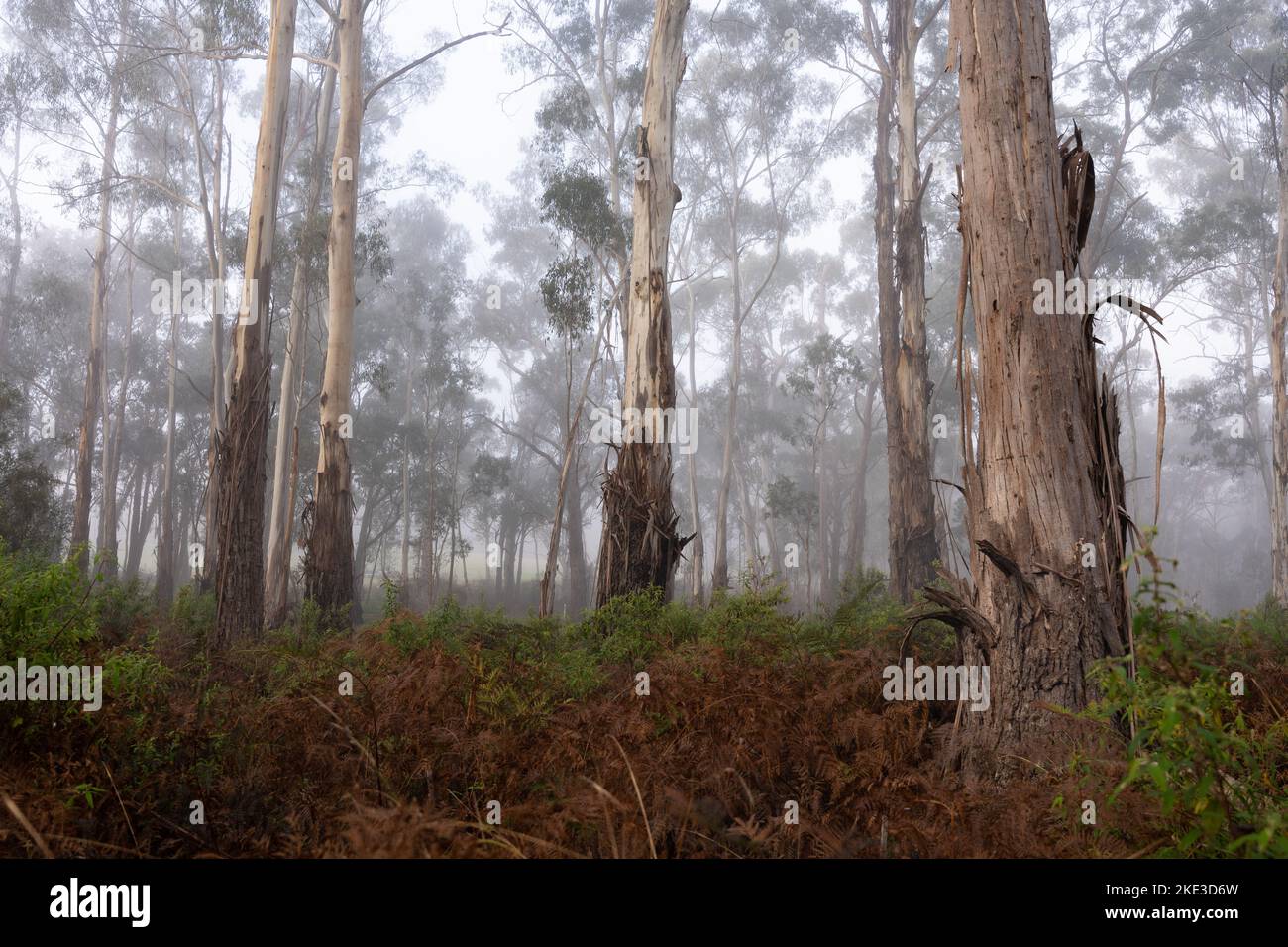 Nebliger Morgen im australischen Eukalyptuswald Stockfoto
