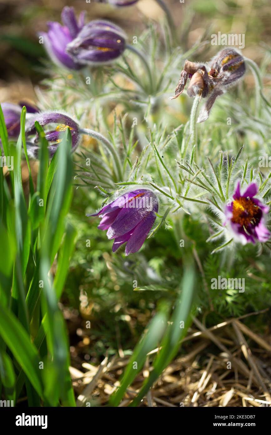 Blühende Wildblumen anemone Frühling Zeit Stockfoto
