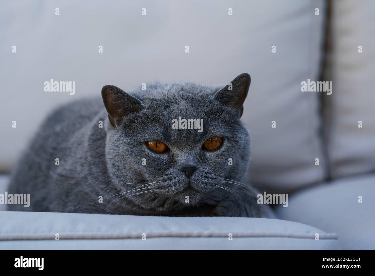 Eine große graubraune Katze mit großen braunen Augen liegt auf einem hellgrauen Sofa Stockfoto