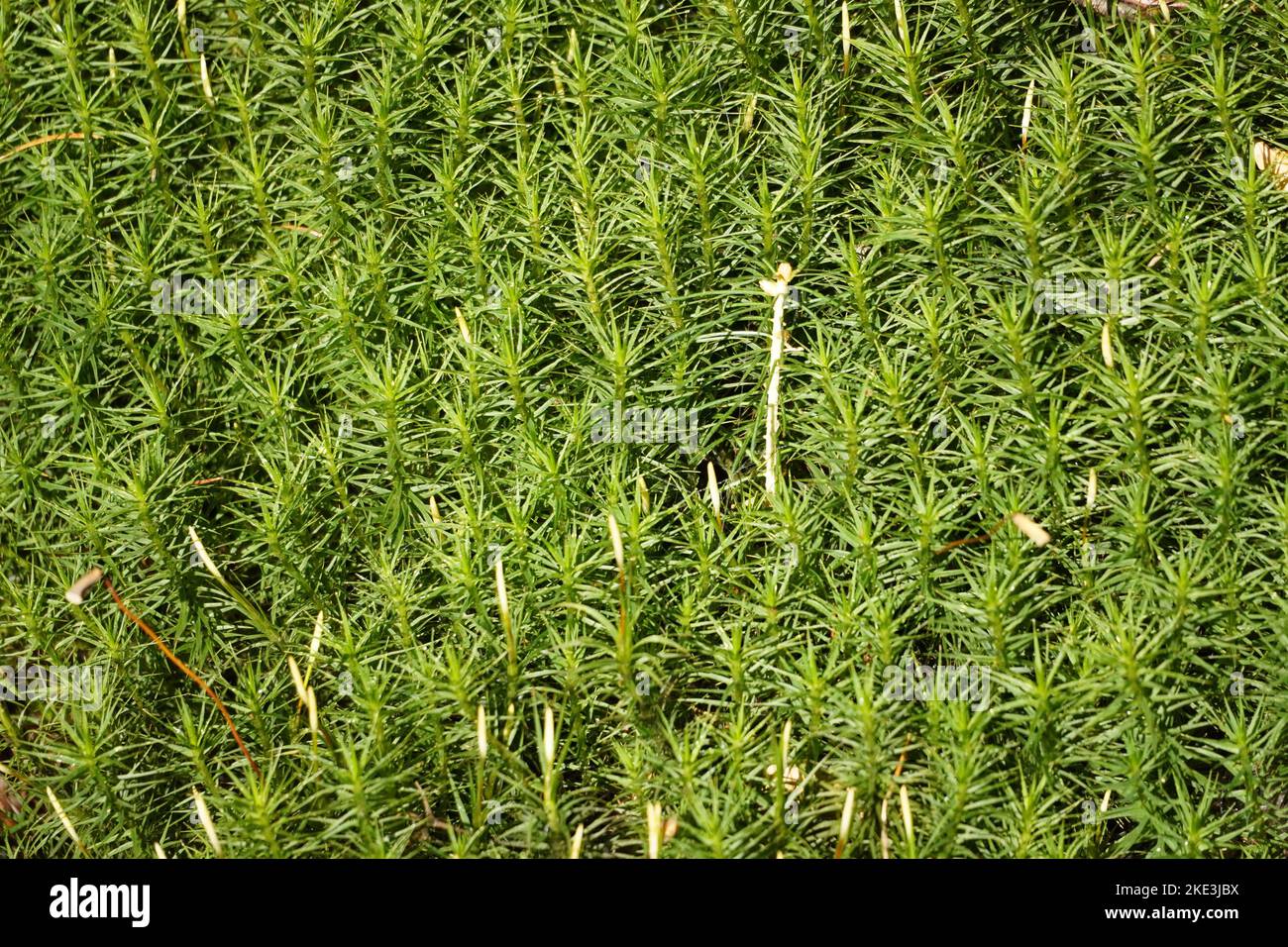 Nahaufnahme von grünem Moos im Wald. Grüne Pflanzen Hintergrund. Stockfoto