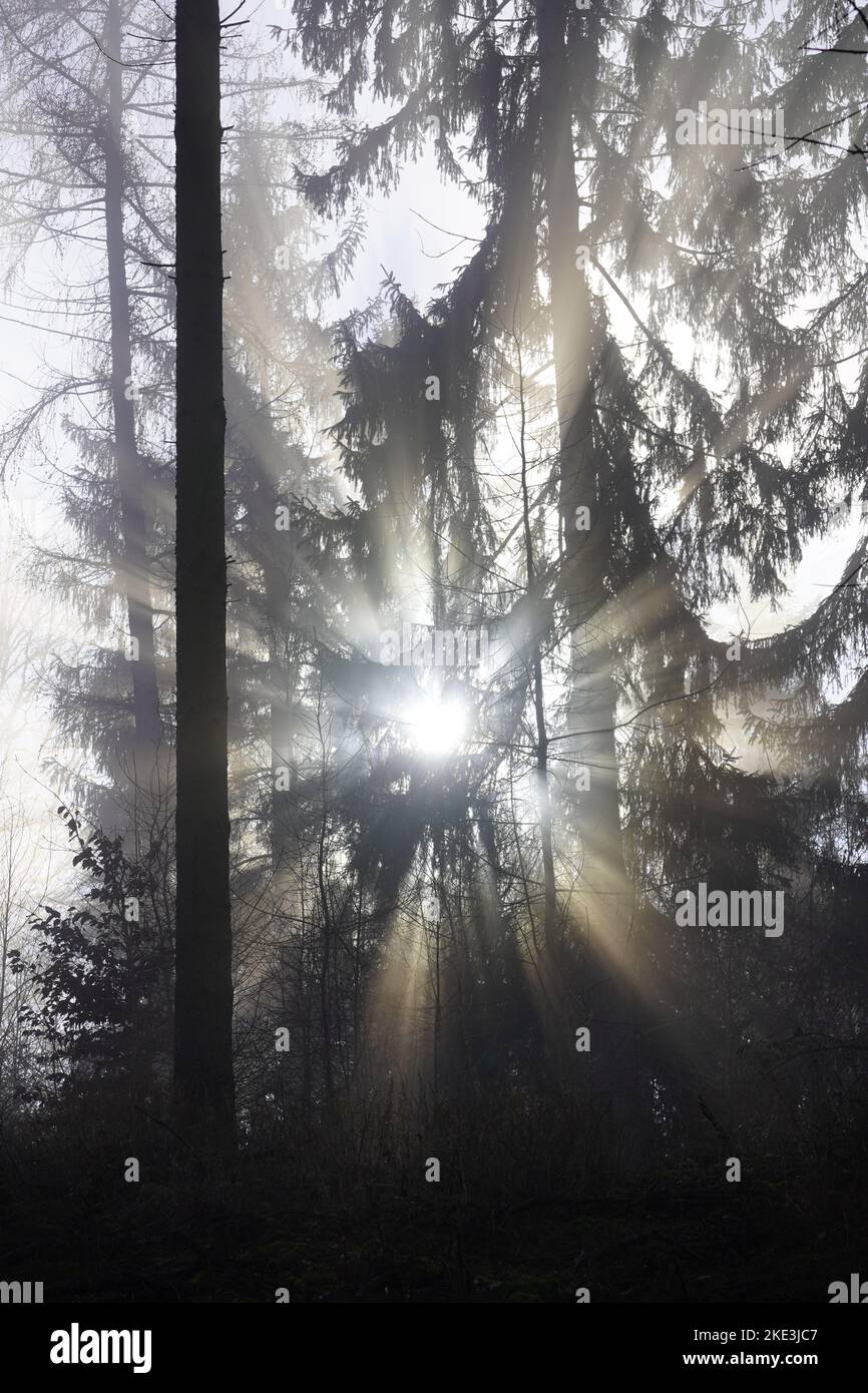 Sonnenstrahlen im dichten Wald. Stockfoto