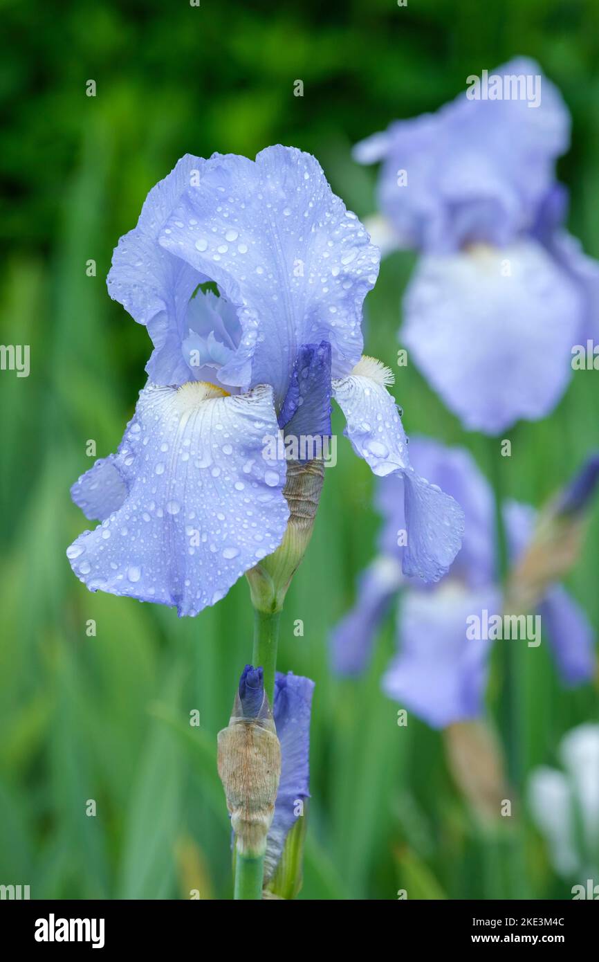 Iris „Jane Phillips“, große bärtige Iris mit blassen malvenblühenden Blüten Stockfoto