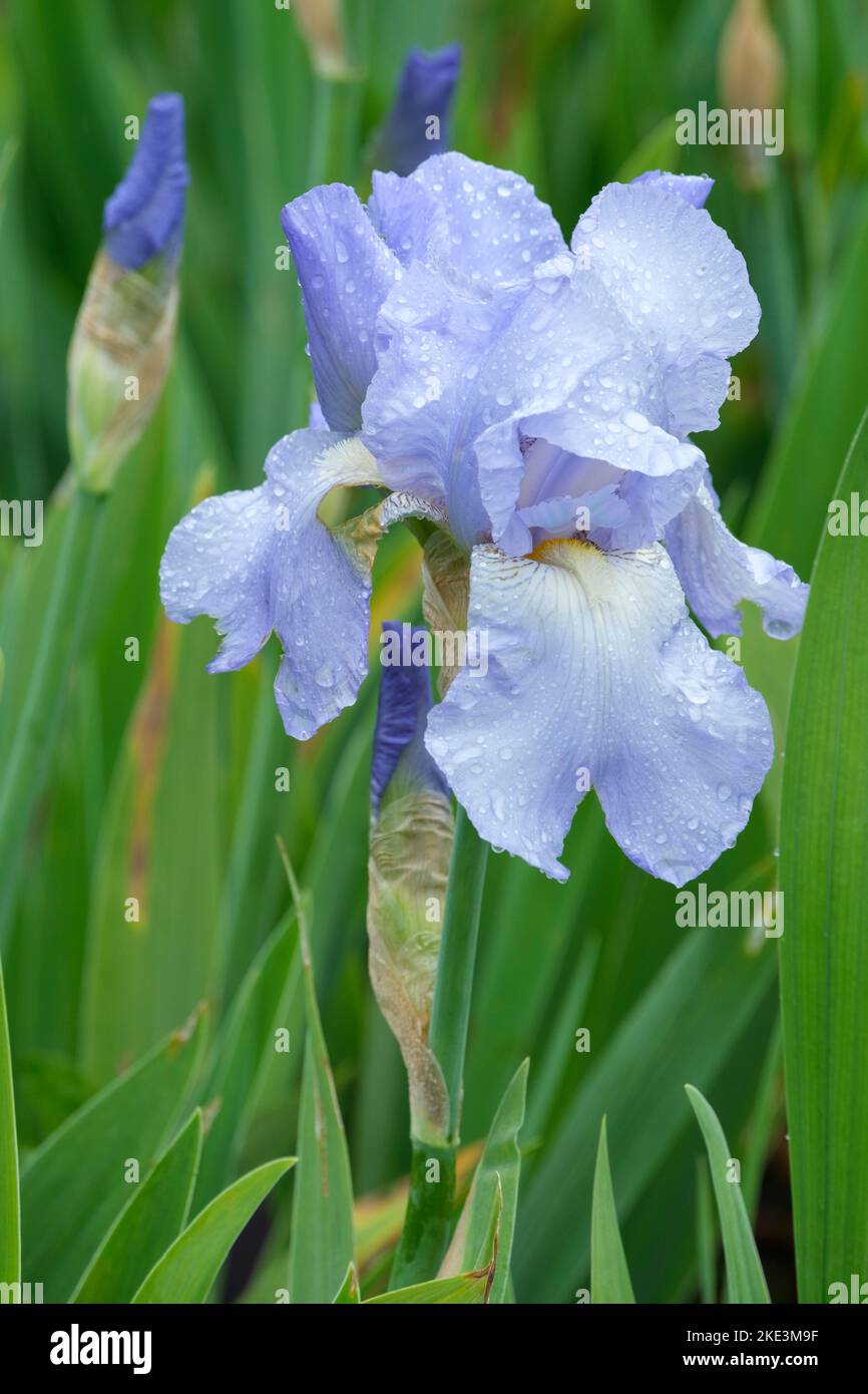 Iris „Jane Phillips“, große bärtige Iris mit blassen malvenblühenden Blüten Stockfoto