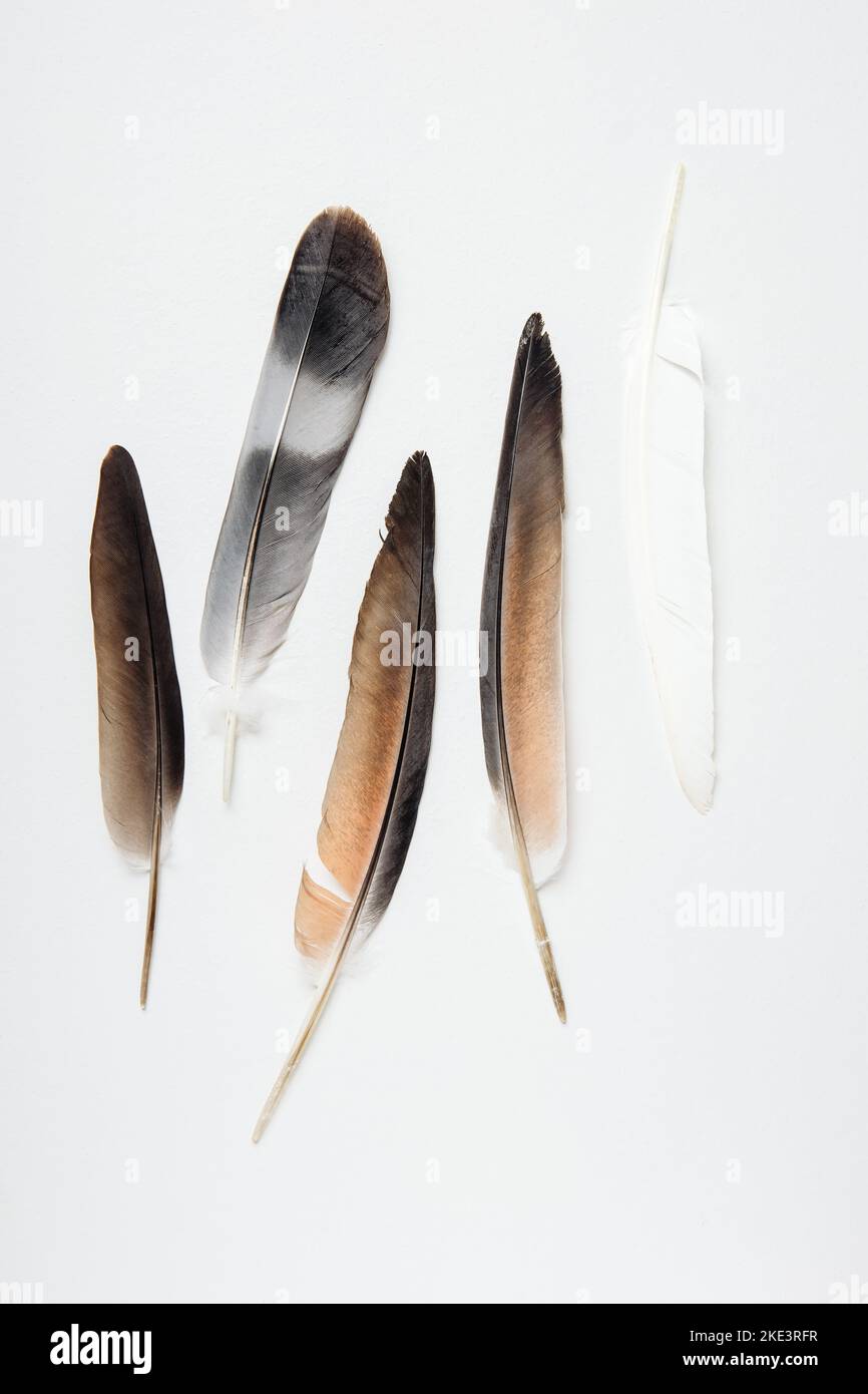 Vogeltaubenfedern auf weißem Hintergrund. Stockfoto