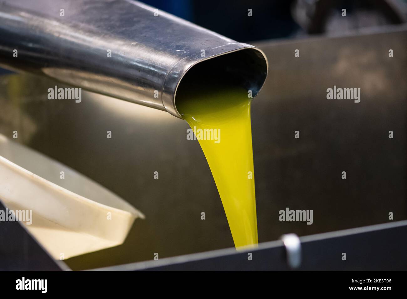 Frisches natives Olivenöl extra, das nach der Olivenernte in einer Kaltpressefabrik in einen Tank gegossen wird Stockfoto