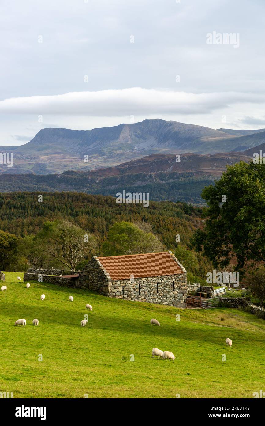 Eine walisische Steinscheune in der Nähe von Barmouth mit Cader Idris im Hintergrund. Stockfoto