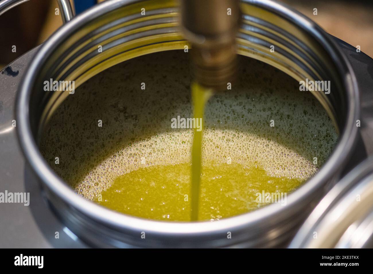 Frisches natives Olivenöl extra, das nach der Olivenernte in einer Kaltpressefabrik in einen Tank gegossen wird Stockfoto
