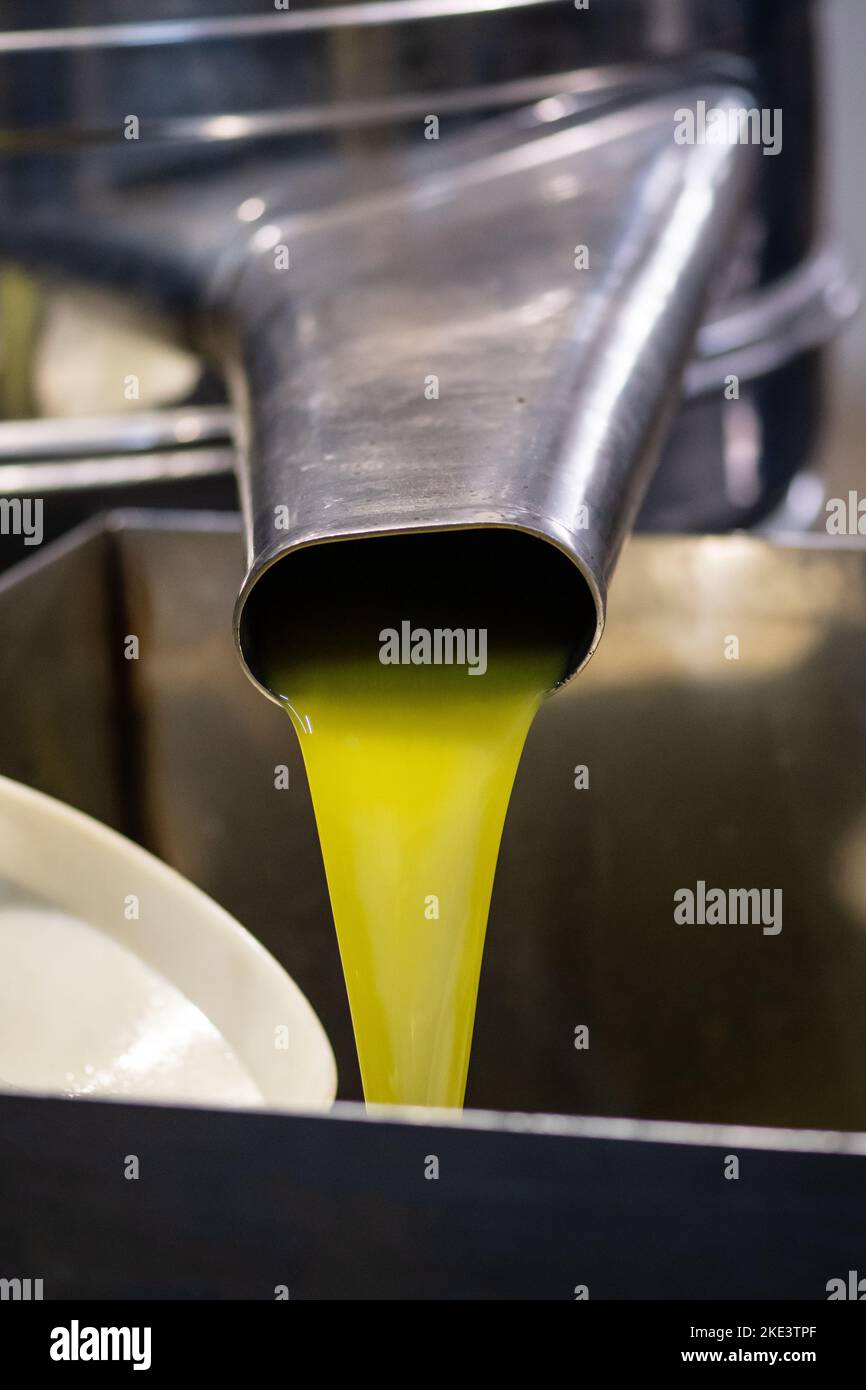 Frisches natives Olivenöl extra, das nach der Ernte der Olivensaison in einen Tank in einer Kaltpressefabrik gegossen wird, vertikal Stockfoto