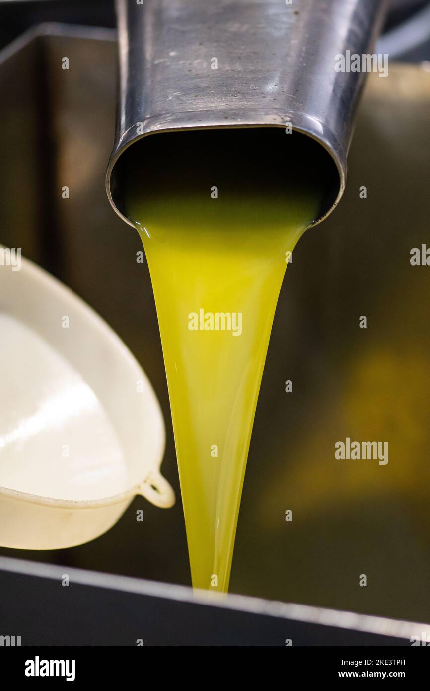 Frisches natives Olivenöl extra, das nach der Ernte der Olivensaison in einen Tank in einer Kaltpressefabrik gegossen wird, vertikal Stockfoto