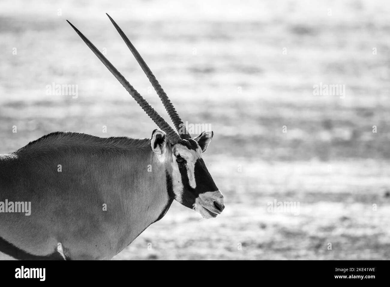 Südafrikanische Oryx Schwarz-Weiß-Porträt im Kgalagadi Transfrontier Park, Südafrika; Art Oryx gazella Familie der Bovidae Stockfoto