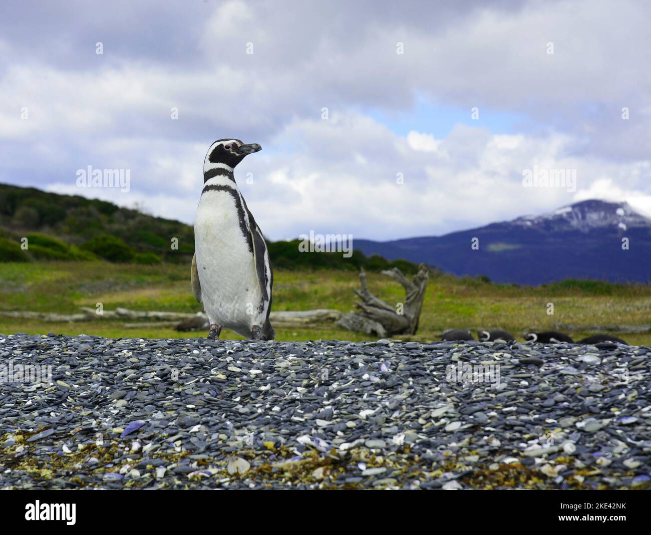 pinguin mit verschneiten Bergen im Süden argentiniens Stockfoto