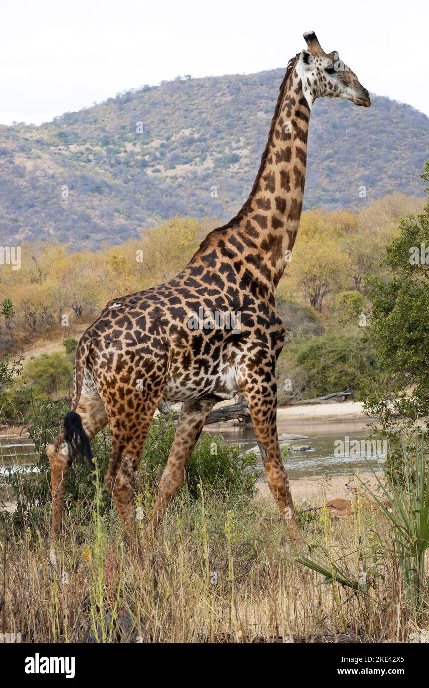 Ein großer Mann der Masai Giraffe wandert am Ufer des Ruaha River entlang. Giraffen verbringen einen Großteil der Zeit allein und Männchen decken große Entfernungen auf der Suche ab Stockfoto