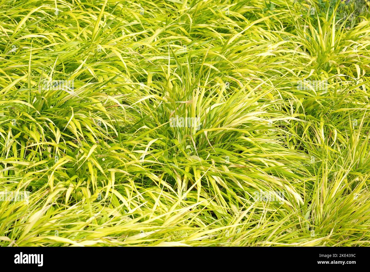 Hakonechloa macra All Gold, Hakonechloa macra Ogon, Halbimmergrün, gelb gefärbtes Gras. Stockfoto