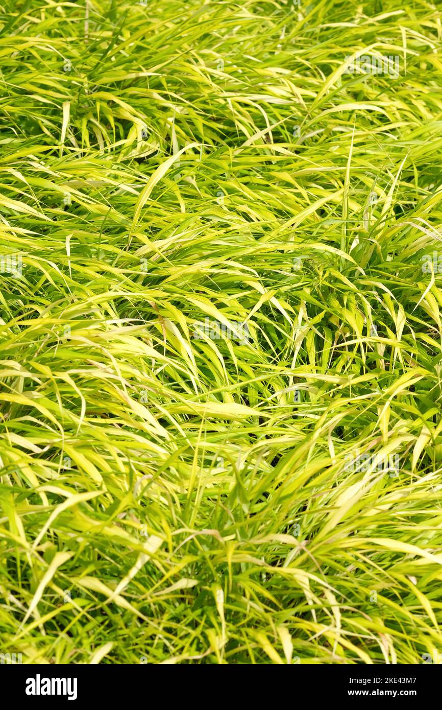 Hakonechloa macra All Gold, Hakonechloa macra Ogon, Halbimmergrün, gelb gefärbtes Gras. Stockfoto