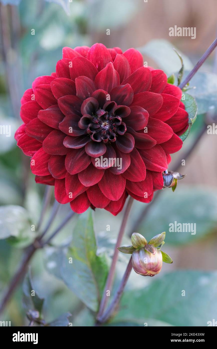 Dahlia Karma Choc, Dahlia Karma Chocolate, Dekorative Dahlia mit samtig sehr dunkelroten Blüten Stockfoto