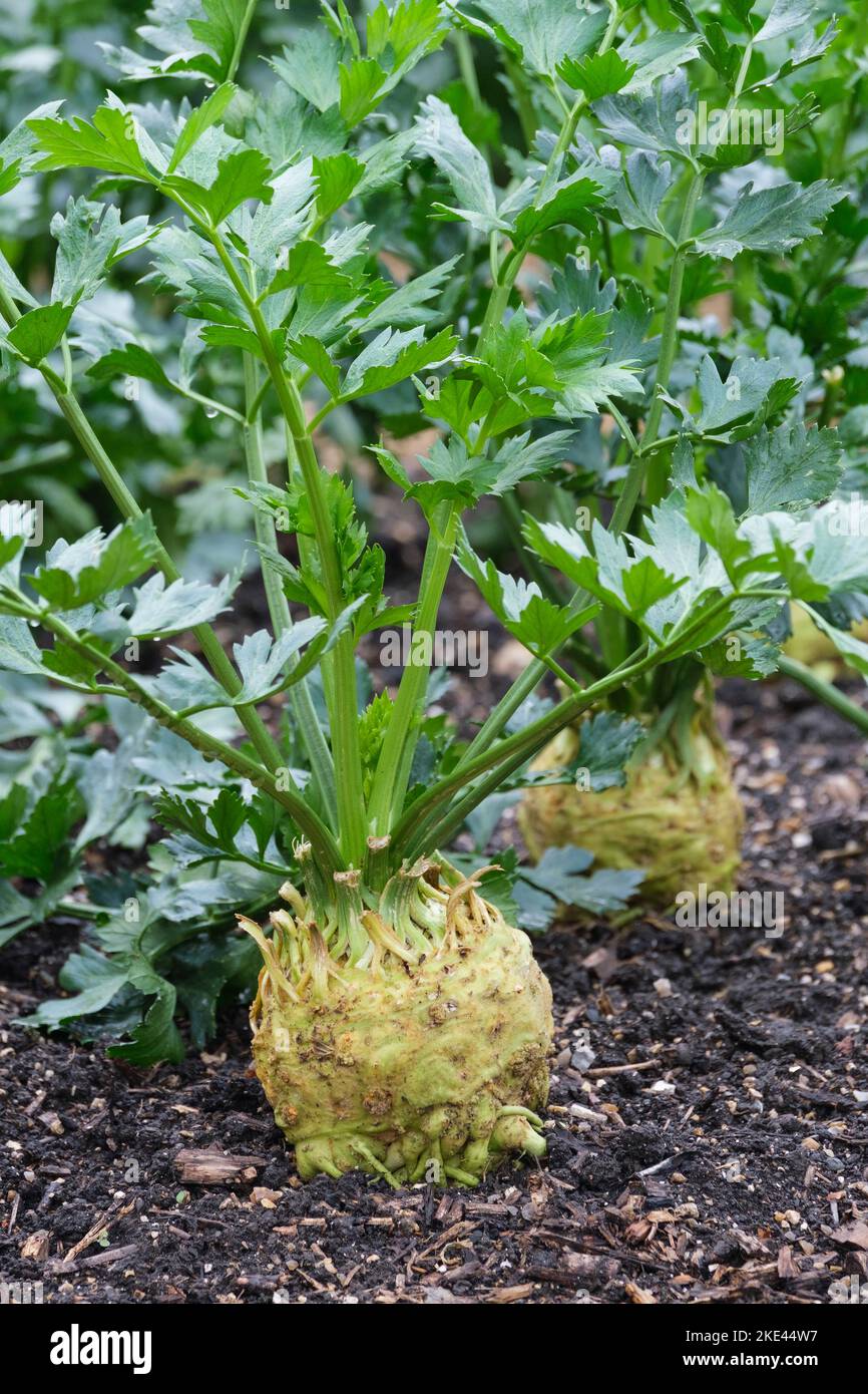 Sellerie-Astéix F1, Apium graveolens, reife Zwiebeln, die auf Gemüsegarten wachsen Stockfoto