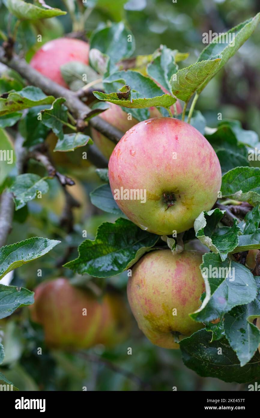 Malus domestica Jupiter, Apfel Jupiter, essbare Frucht wächst auf Baum Stockfoto