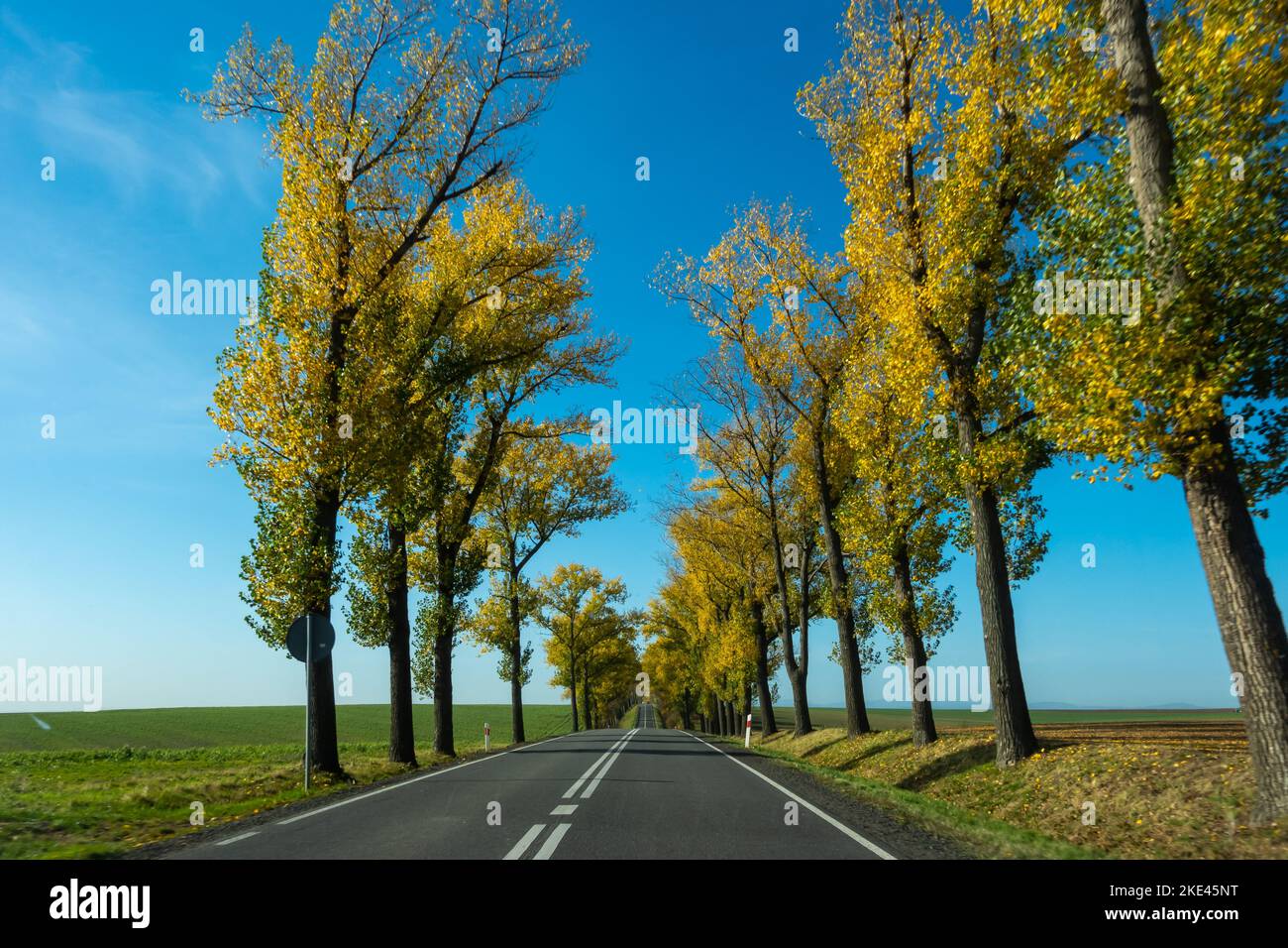 Schöne Straße mit Herbstbäumen mit goldenen Blättern. Perfekter blauer Himmel. Das Foto wurde an einem sonnigen Tag von einem Auto während der Fahrt aufgenommen. Stockfoto