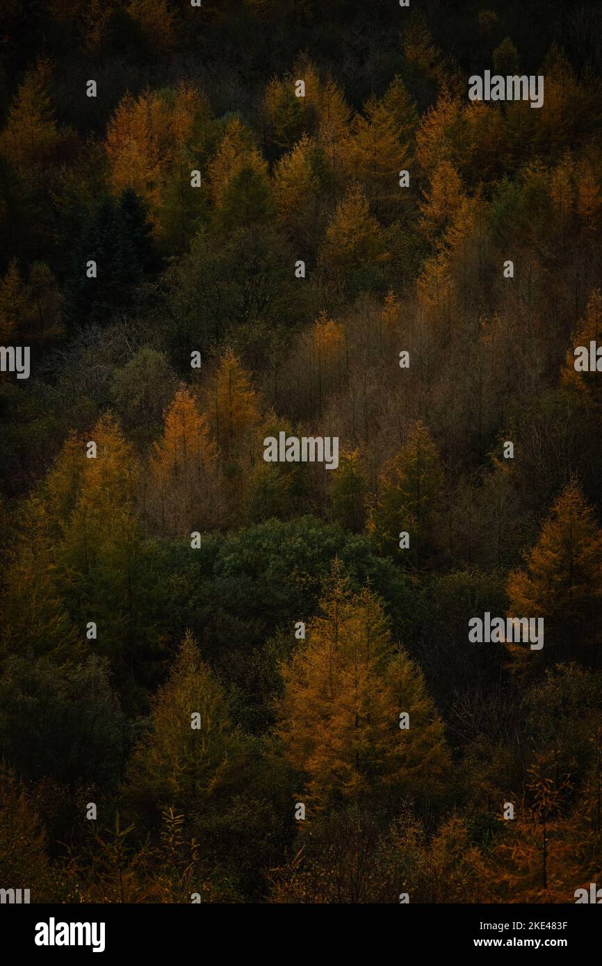 Eine vertikale Aufnahme von bunten Bäumen im Wald. Wunderschöne Herbstlandschaft. Stockfoto