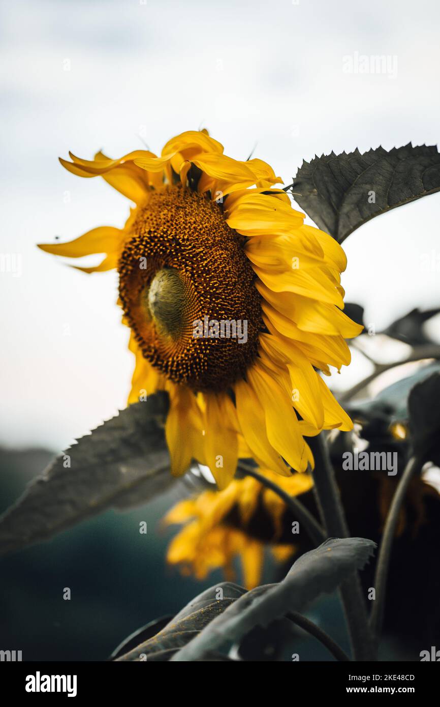 Eine vertikale Aufnahme einer Sonnenblume in einer Unschärfe Stockfoto