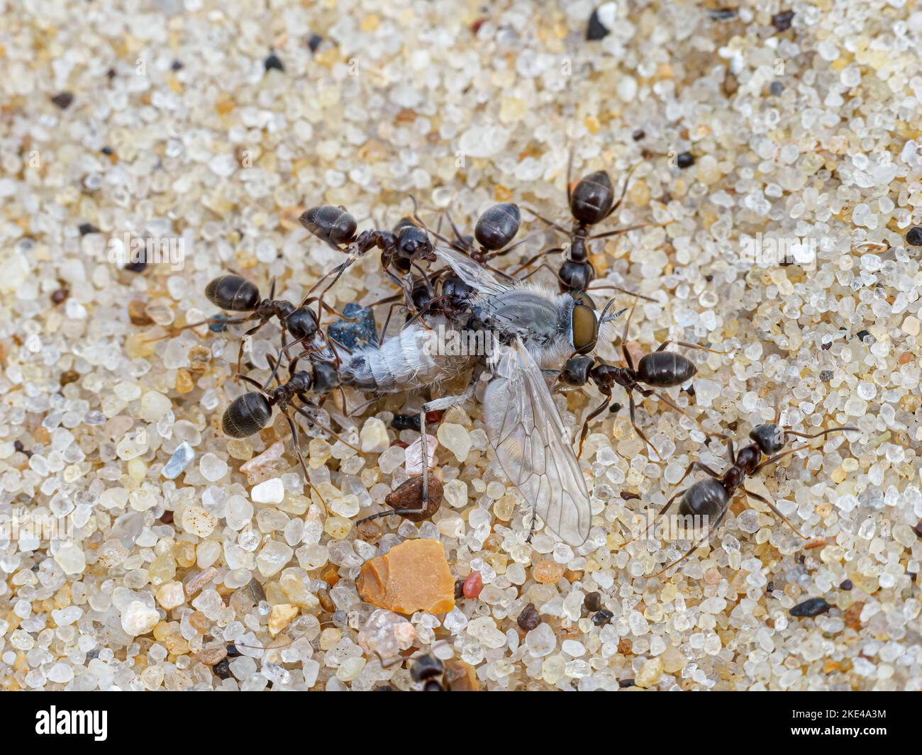 Schwarze Ameise, Lasius niger, Beutung und Zerstückelung einer Fliege Norfolk Juni Stockfoto