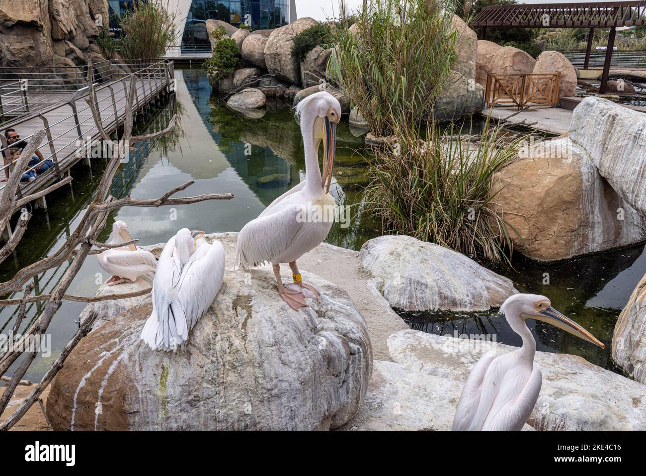 Große weiße Pelikane, Ozeanografie, Stadt der Künste und Wissenschaft, Valencia, Spanien Stockfoto