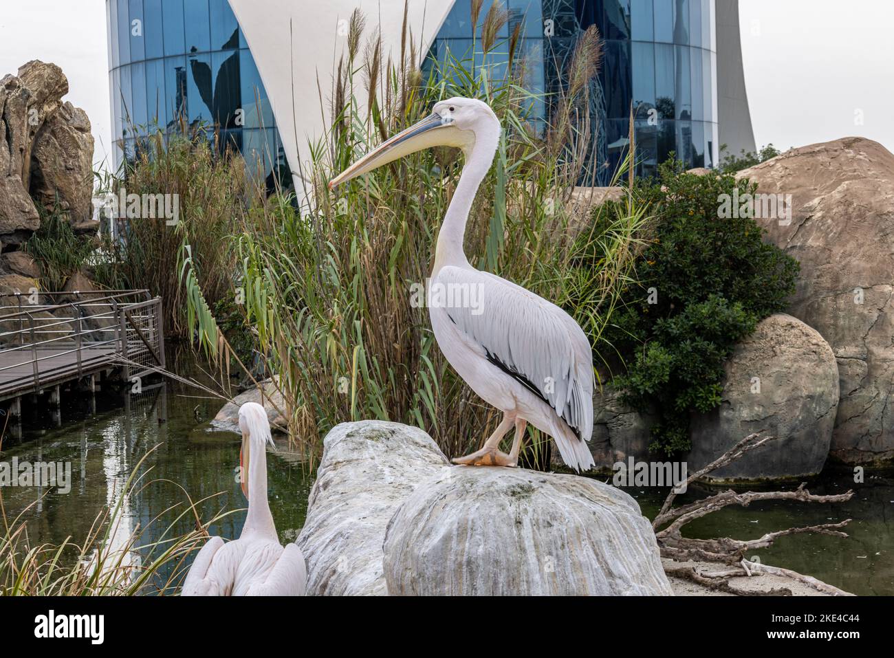 Große weiße Pelikane, Ozeanografie, Stadt der Künste und Wissenschaft, Valencia, Spanien Stockfoto