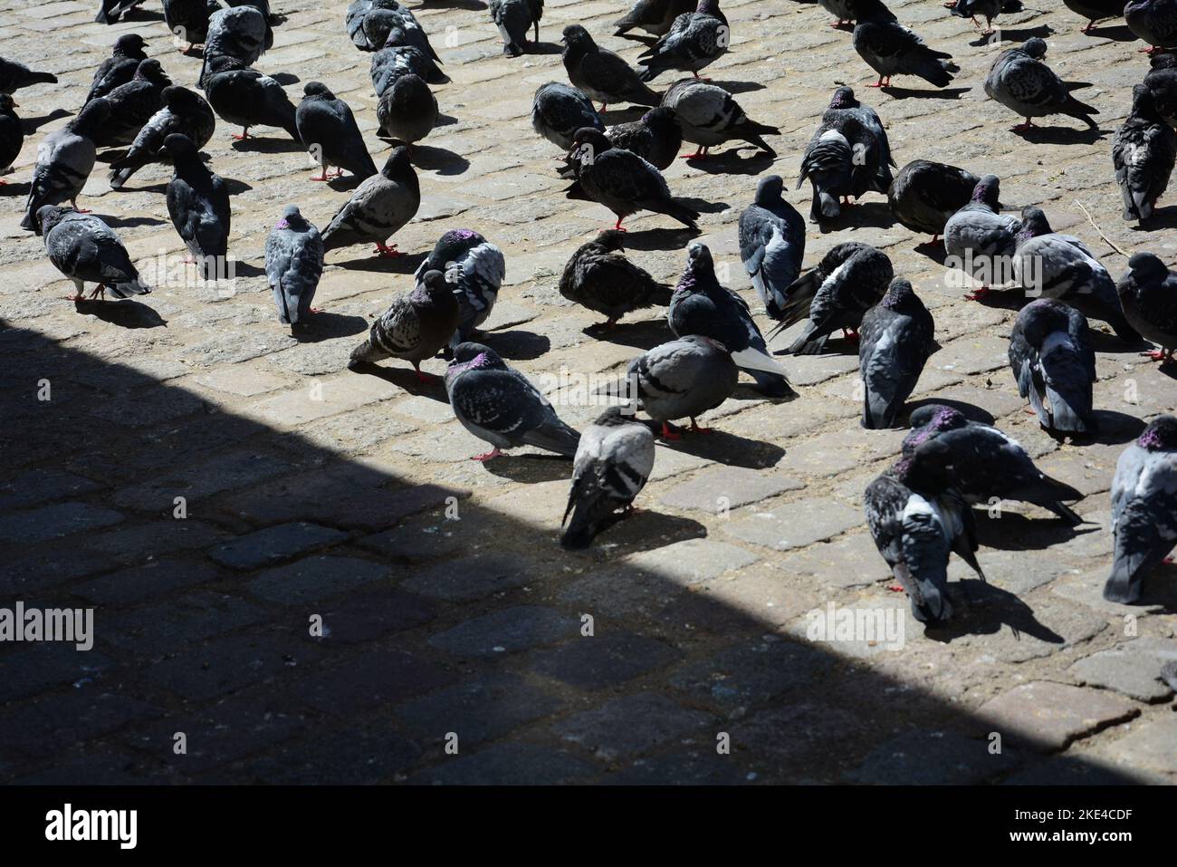 Tauben auf dem Bürgersteig in Paris Stockfoto