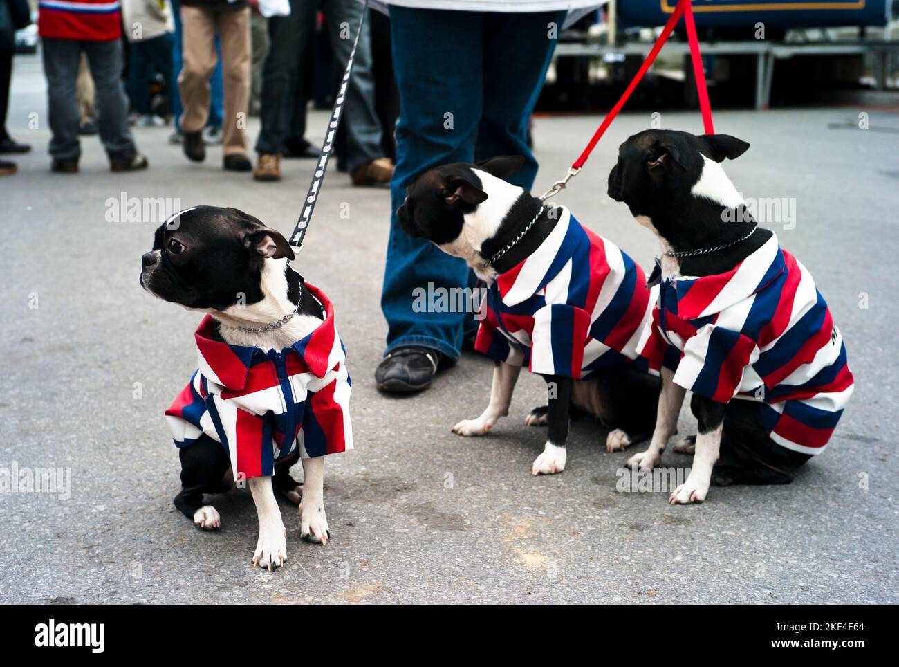 Montreal, Kanada, 22. April 2009. Drei Hunde mit vintage Montreal Canadiens Eishockey-Team. Stockfoto